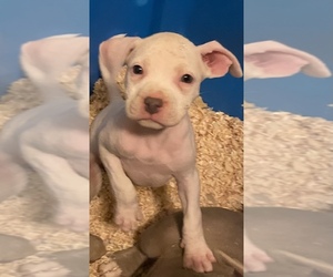 American Bully Puppy for sale in SAINT LOUIS, MO, USA