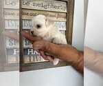 Small #7 Maltese
