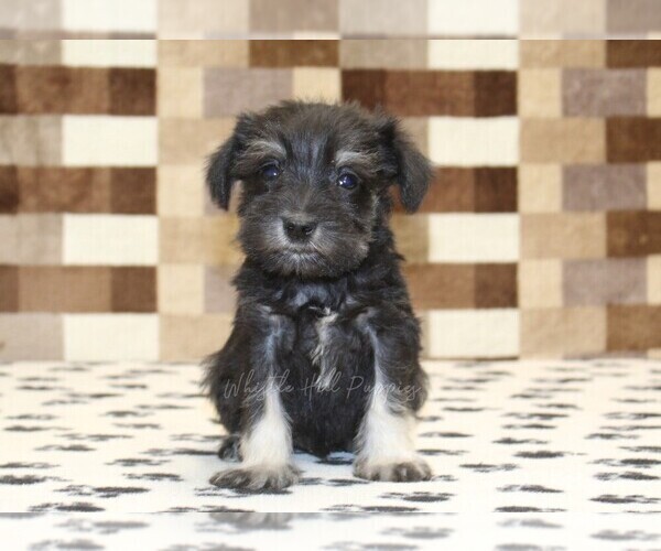 Medium Photo #2 Schnauzer (Miniature) Puppy For Sale in DENVER, PA, USA