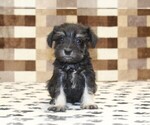 Small #1 Schnauzer (Miniature)