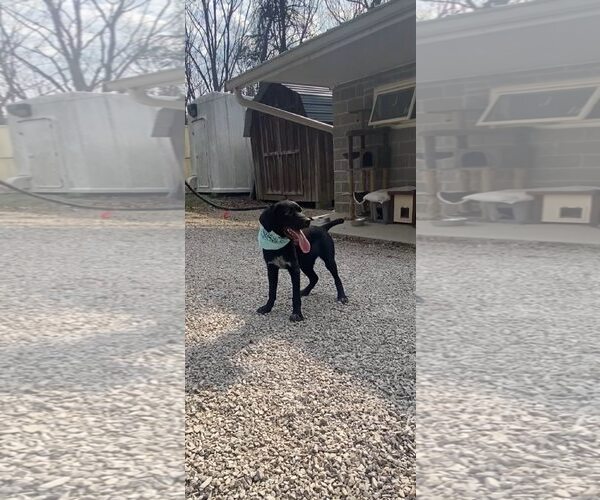 Medium Photo #3 Labrador Retriever-Unknown Mix Puppy For Sale in Frenchburg, KY, USA