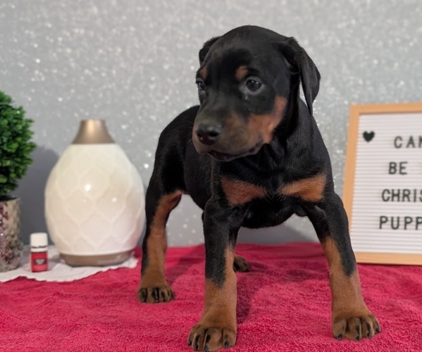 Medium Photo #8 Doberman Pinscher Puppy For Sale in GOSHEN, IN, USA
