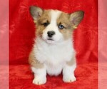 Small #4 Pembroke Welsh Corgi