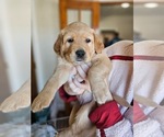Small Photo #15 Golden Retriever Puppy For Sale in WASECA, MN, USA