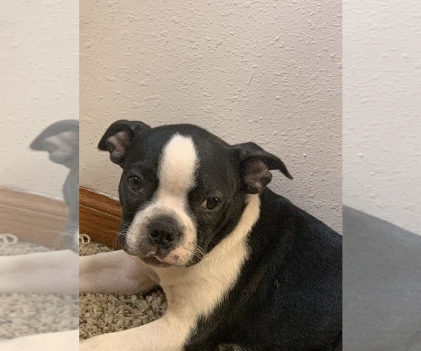 Medium Photo #2 Boston Terrier Puppy For Sale in PRAIRIE DU SAC, WI, USA