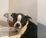 Small #1 Boston Terrier