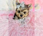 Small #15 Yorkshire Terrier