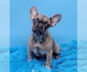 French Bulldog Puppy for sale in SANDY HOOK, KY, USA