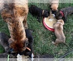 Small Photo #14 Presa Canario Puppy For Sale in LEVITTOWN, PA, USA