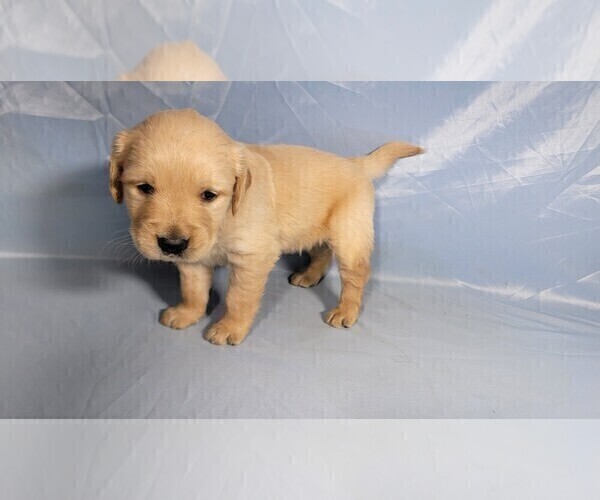 Medium Photo #6 Golden Retriever Puppy For Sale in BLACK FOREST, CO, USA