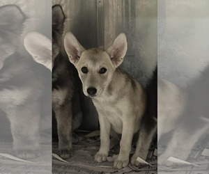Huskies -Unknown Mix Dogs for adoption in SHERBURNE, NY, USA