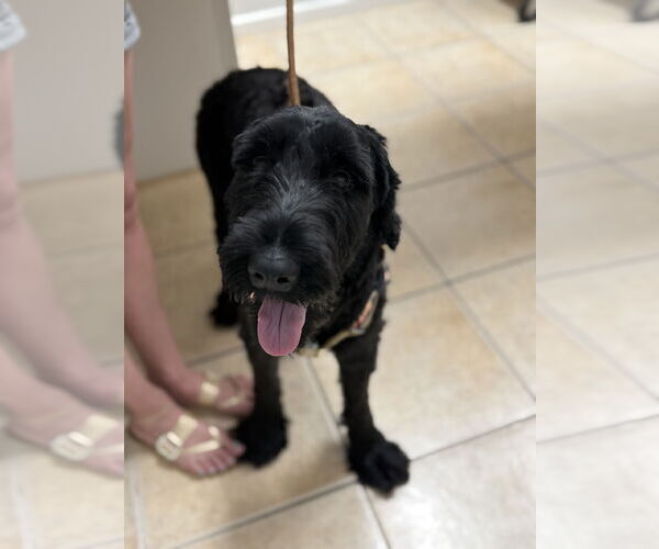 Medium Photo #5 Mutt Puppy For Sale in Valrico, FL, USA