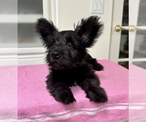 Skye Terrier Puppy for Sale in LAKESIDE, California USA