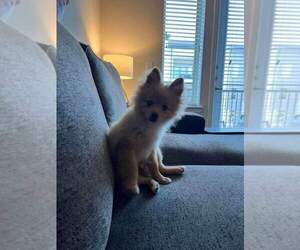 Pomeranian Puppy for sale in FLOWER MOUND, TX, USA
