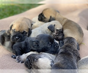 Bullmastiff Puppy for sale in ALISO VIEJO, CA, USA