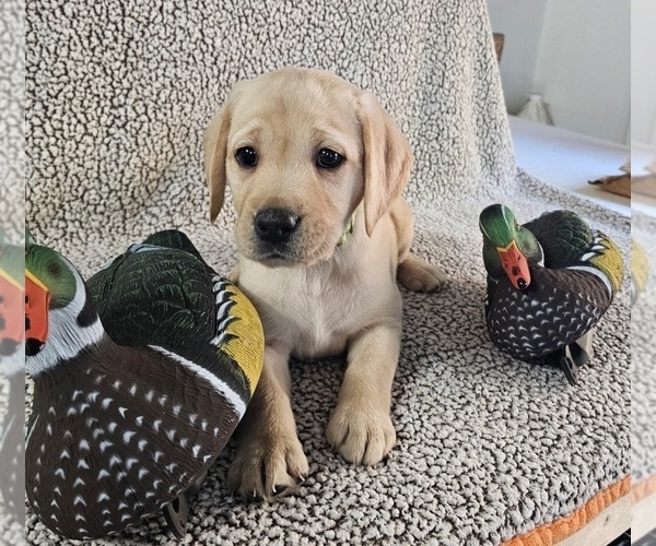 Medium Photo #9 Labrador Retriever Puppy For Sale in GABLE, SC, USA