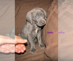 Small Photo #4 Weimaraner Puppy For Sale in LAS ANIMAS, CO, USA