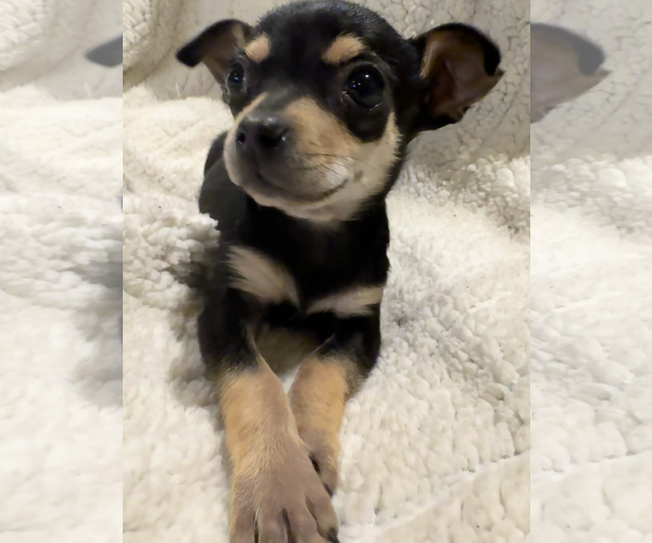 Medium Photo #2 Chihuahua-Unknown Mix Puppy For Sale in Bellevue, WA, USA