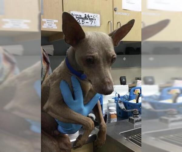 Medium Photo #1 Doberman Pinscher Puppy For Sale in Riverside, CA, USA