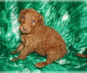 Labradoodle Puppy for sale in LA HABRA, CA, USA