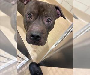 American Pit Bull Terrier Dogs for adoption in Derwood, MD, USA