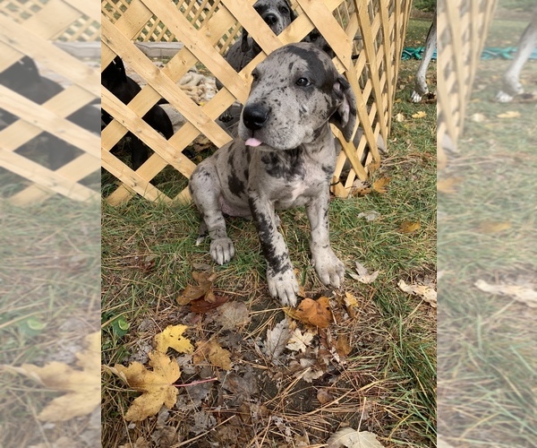 Medium Photo #4 Great Dane Puppy For Sale in GARRETT, IN, USA