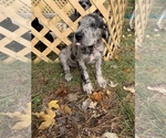 Small Photo #4 Great Dane Puppy For Sale in GARRETT, IN, USA