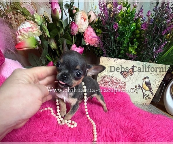 Medium Photo #3 Chihuahua Puppy For Sale in TRACY, CA, USA