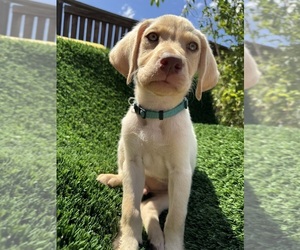 Medium Labrador Retriever
