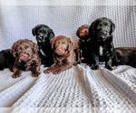 Small #17 Miniature Labradoodle