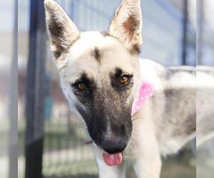 German Shepherd Dog-Unknown Mix Dogs for adoption in San Antonio, TX, USA