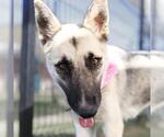 Small German Shepherd Dog Mix