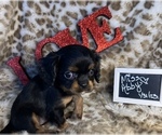 Small Photo #2 Cavalier King Charles Spaniel Puppy For Sale in ABILENE, TX, USA