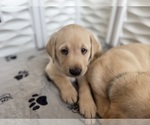 Small #37 Labrador Retriever