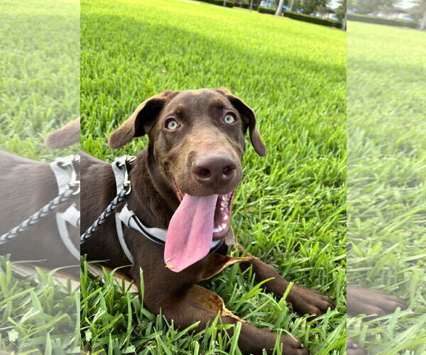 Medium Photo #1 Labrador Retriever Puppy For Sale in Miami, FL, USA
