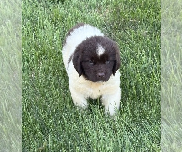 Medium Photo #2 Newfoundland Puppy For Sale in WAUSEON, OH, USA