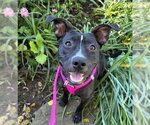 Small Photo #8 American Pit Bull Terrier-Unknown Mix Puppy For Sale in Germantown, OH, USA
