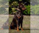 Small #13 Doberman Pinscher