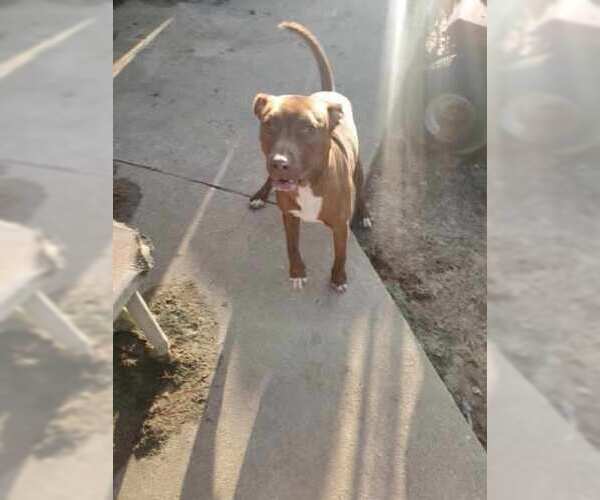 Medium Photo #2 American Staffordshire Terrier Puppy For Sale in Holly Springs, NC, USA