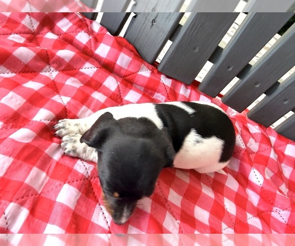 Medium Photo #3 Dachshund Puppy For Sale in WILLARD, OH, USA