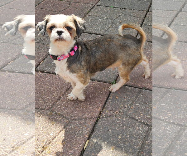 Medium Photo #1 Shih Tzu Puppy For Sale in Sioux Falls, SD, USA