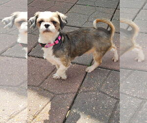 Shih Tzu Dogs for adoption in Sioux Falls, SD, USA
