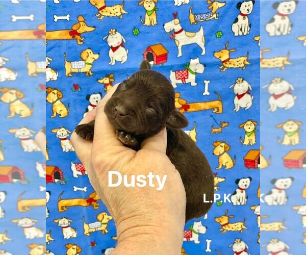 Medium Photo #1 Schnauzer (Miniature) Puppy For Sale in WINNSBORO, LA, USA