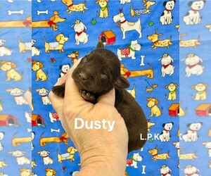 Schnauzer (Miniature) Puppy for sale in WINNSBORO, LA, USA