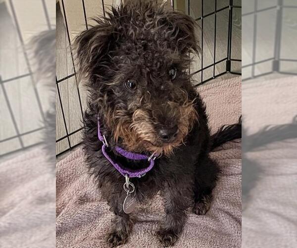 Medium Photo #1 Poodle (Miniature)-Unknown Mix Puppy For Sale in Denver, CO, USA