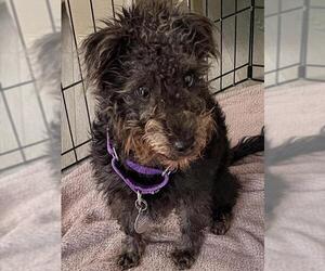 Poodle (Miniature)-Unknown Mix Dogs for adoption in Denver, CO, USA