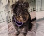 BOO - Male Poodle (Miniature)-Unknown Mix Dog for Adoption - Small photo