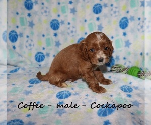 Cocker Spaniel-Poodle (Miniature) Mix Puppy for sale in CLARKRANGE, TN, USA