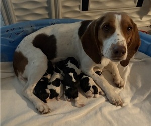 Beagle Puppy for sale in BROWNSVILLE, OR, USA