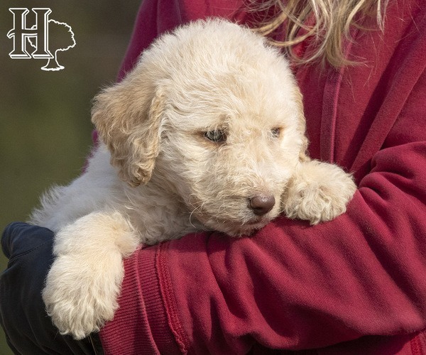 Medium Photo #3 Poodle (Standard) Puppy For Sale in ELLENBORO, NC, USA